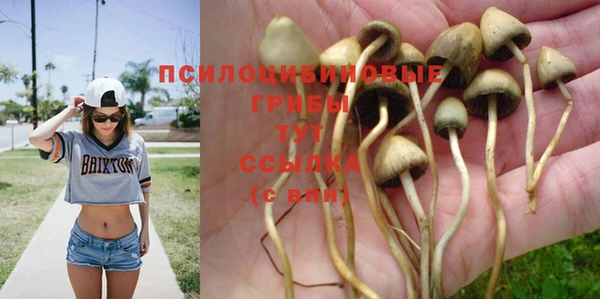 PSILOCYBIN Богданович
